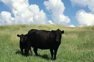 000 Forest Road 4748 Rd, Patagonia, AZ 85624 - Photo 34