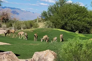 3447 W Quail Haven Circle, Tucson, AZ 85745 - Photo 30