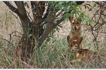 880 Side Oats Lane #190, Patagonia, AZ 85624 - Photo 12