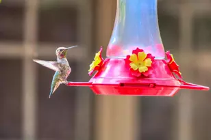 44 E Ramsey Canyon Rd, Hereford, AZ 85615 - Photo 32