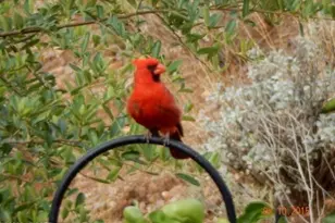 38996 S Moonwood Dr, Saddlebrooke, AZ 85739 - Photo 42