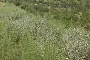 Goodenough Trail, Vail, AZ 85641 - Photo 6