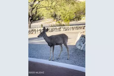 4920 W Harris Hawk Place, Tucson, AZ 85745 - Photo 46