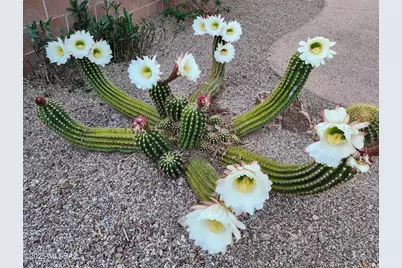 14679 N Windshade Drive, Oro Valley, AZ 85755 - Photo 50