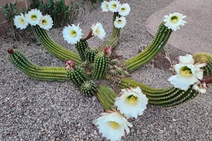 14679 N Windshade Dr, Oro Valley, AZ 85755 - Photo 50
