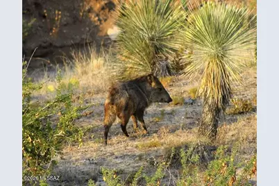 15850 N Razorback Ridge Trail, Tucson, AZ 85739 - Photo 46