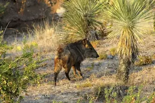 15850 N Razorback Ridge Trail, Tucson, AZ 85739 - Photo 46