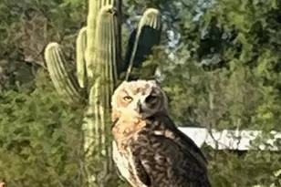 9411 W Sky Blue Dr, Tucson, AZ 85735 - Photo 44