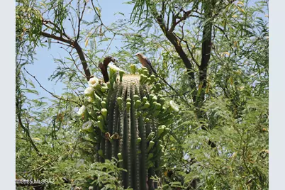 1668 E Comely Court, Green Valley, AZ 85614 - Photo 42