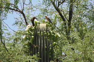 1668 E Comely Ct, Green Valley, AZ 85614 - Photo 42