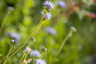 [Address not provided], Tucson, AZ 85745 - Photo 46