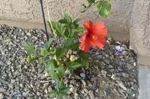 11576 W Stone Hearth St, Marana, AZ 85658 - Photo 2