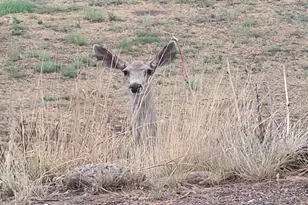 93 Broncho Trail, Sonoita, AZ 85637 - Photo 38