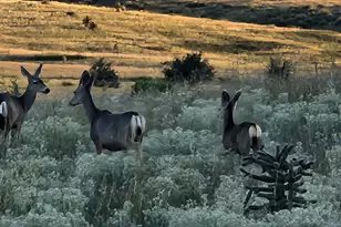 4 Mustang Trail, Sonoita, AZ 85637 - Photo 48