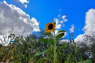 3663 E Ellington Pl, Tucson, AZ 85713 - Photo 22