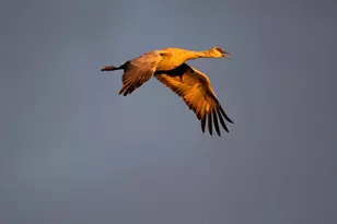 10185 South Bailando Rio, Hereford, AZ 85615 - Photo 42