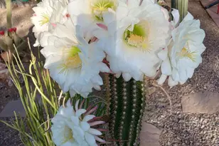 4529 E Bermuda St, Tucson, AZ 85712 - Photo 32