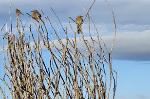 1032 E Cave Canyon Pl, Green Valley, AZ 85614 - Photo 50