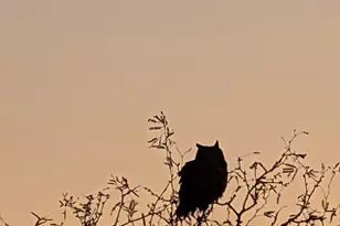 14101 S Sierrita Mountain Rd, Tucson, AZ 85736 - Photo 30