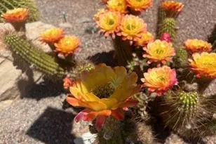 3274 S Feldspar Ave, Tucson, AZ 85735 - Photo 44