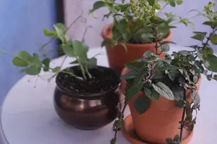 825 S Osborne Ave, Tucson, AZ 85701 - Photo 26