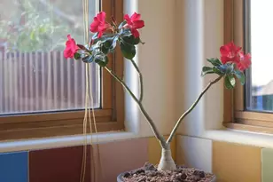 825 S Osborne Ave, Tucson, AZ 85701 - Photo 32