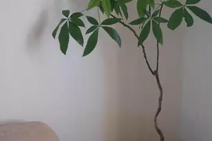 825 S Osborne Ave, Tucson, AZ 85701 - Photo 12