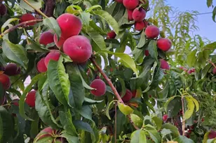 325 S Ave A, San Manuel, AZ 85631 - Photo 32