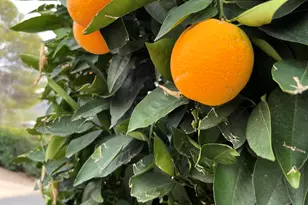 222 W Adirondack St, Oro Valley, AZ 85737 - Photo 38