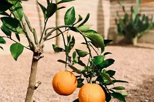 8449 N Via Tioga, Tucson, AZ 85704 - Photo 30