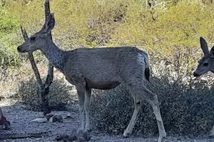 3237 S Treasure Cove Pl, Tucson, AZ 85713 - Photo 28