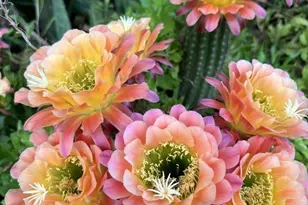 3671 W Meadow Briar Dr, Tucson, AZ 85741 - Photo 6