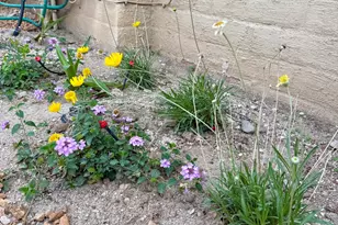 2914 E Sierra Vista Rd, Tucson, AZ 85716 - Photo 34