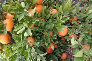 3394 W Crestone Ct, Tucson, AZ 85742 - Photo 44