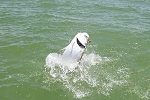 350 Newport Dr, Naples, FL 34114 - Photo 44