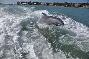 290 Newport Dr, Naples, FL 34114 - Photo 44