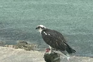 410 Cristobal St, Naples, FL 34113 - Photo 120