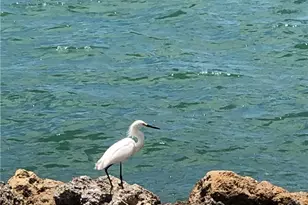 410 Cristobal St, Naples, FL 34113 - Photo 50