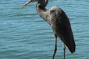 410 Cristobal St, Naples, FL 34113 - Photo 60