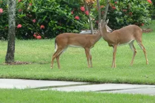 3850 Sawgrass Way, Naples, FL 34112 - Photo 34