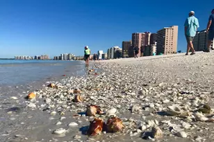 6 Tahiti Rd, Marco Island, FL 34145 - Photo 12