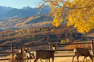 22000 P77 Rd Rd, Cimarron, CO 81220 - Photo 36