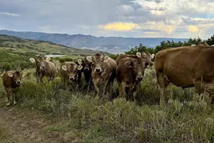 22000 P77 Rd Rd, Cimarron, CO 81220 - Photo 26