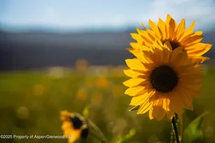 1644 Prince Creek Rd, Carbondale, CO 81623 - Photo 24
