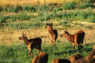 10676 Bostwick Rd, Montrose, CO 81401 - Photo 36