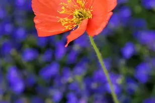 111 S Sixth Street St, Aspen, CO 81611 - Photo 62