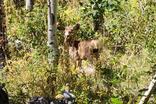 2586 26 1/10 Rd, Gateway, CO 81522 - Photo 46