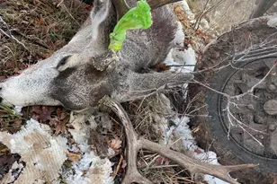 943 Routt Forest Dr, Craig, CO 81625 - Photo 108