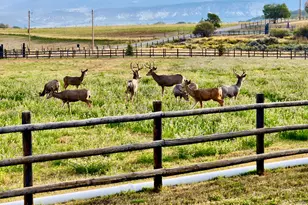 2637 7750 Rd, Crawford, CO 81415 - Photo 38