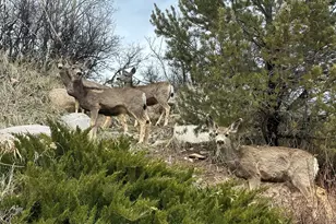 304 Waterview Dr, Snowmass, CO 81654 - Photo 46